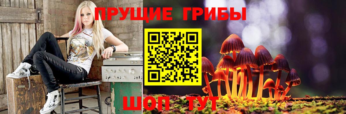 Волхов  Псилоцибиновые грибы Psilocybine cubensis  Псилоцибиновые грибы прущие грибы  Вход с VPN 